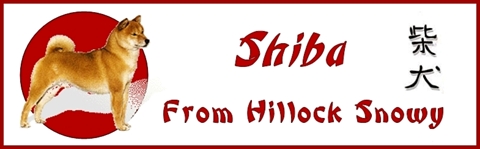 Shiba From Hillock Snowy Blog photos