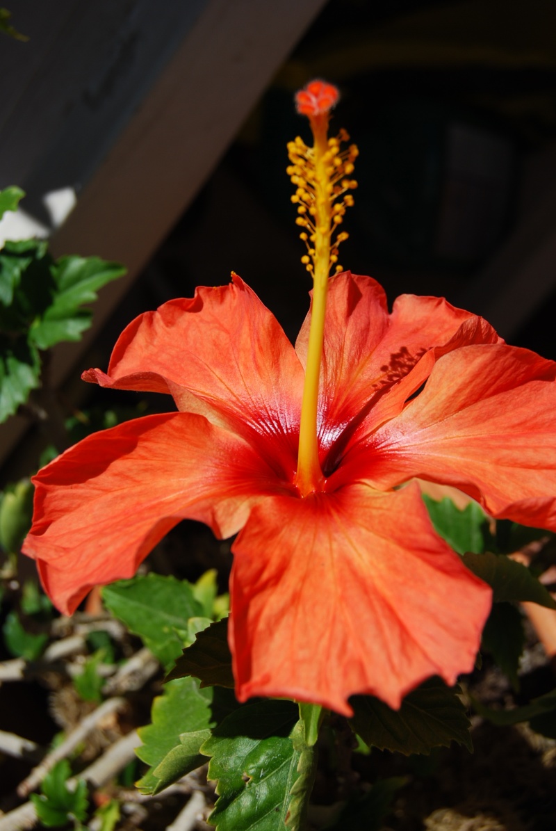 dsc_0013.jpg