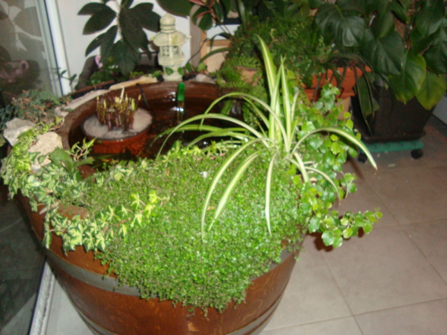 plante de bassin interieur