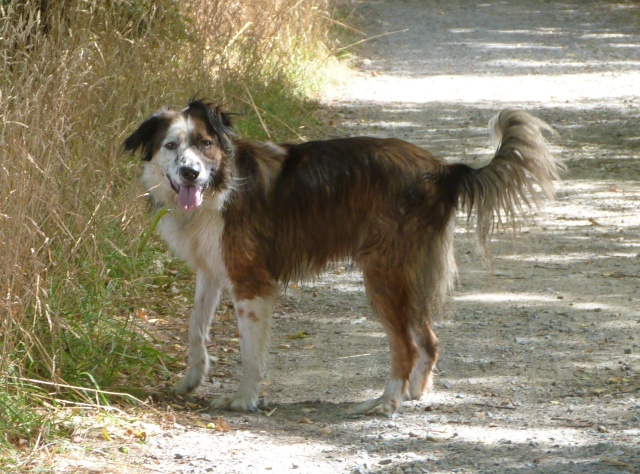 chiens - Photo de nos chiens batards! - Page 2 chiens - Photo de nos chiens batards! - Page 2