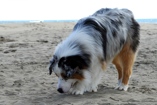 Rencontre plage jenny