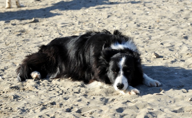 Rencontre plage espiguette