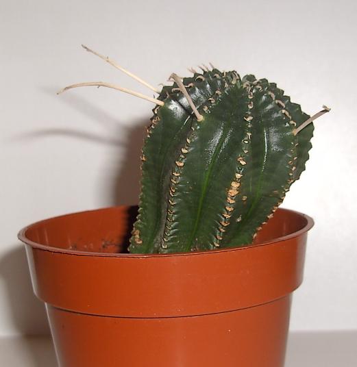cactus20.jpg
